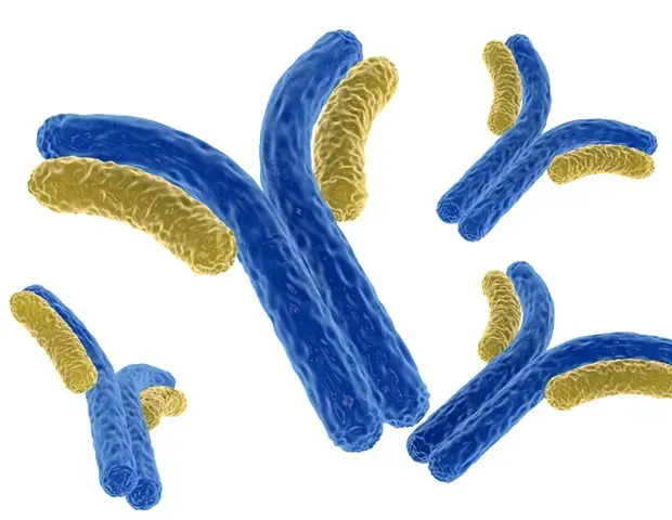 Alzheimer's Treatment Takes a Safer Turn