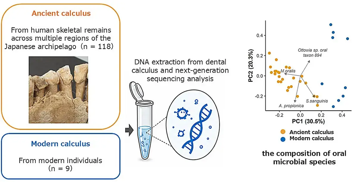 Ancient Dental Calculus Reveals Japan's Oral Microbiome Shifts