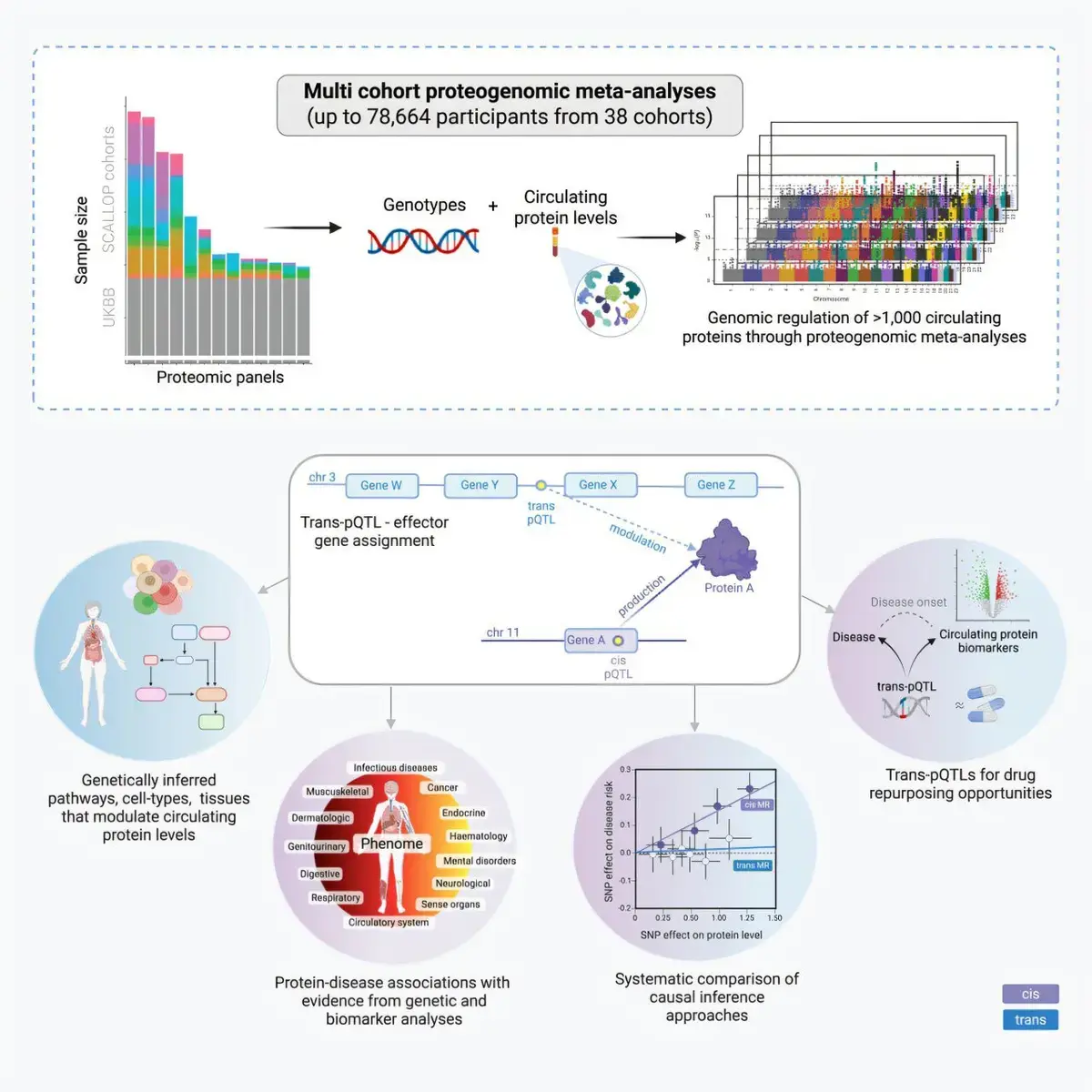 Blood Protein Study Reveals New Disease Insights