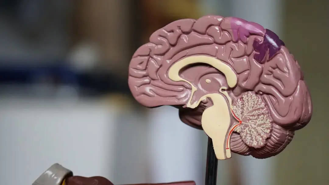 Brain Aging Accelerates with Alzheimer's and Mental Health Conditions