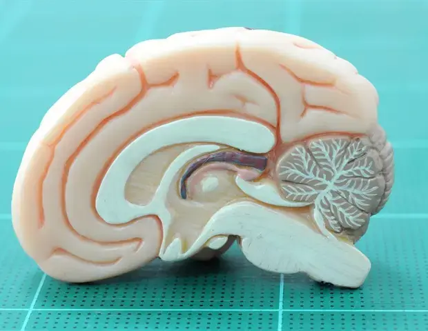 Brain's Sensory Prediction Hub Identified