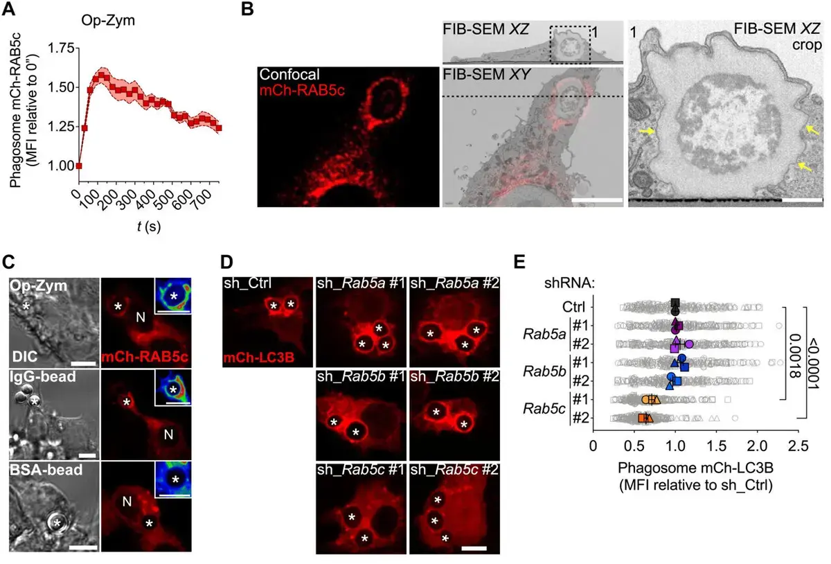 Breakthrough in Fighting Deadly Fungal Infections