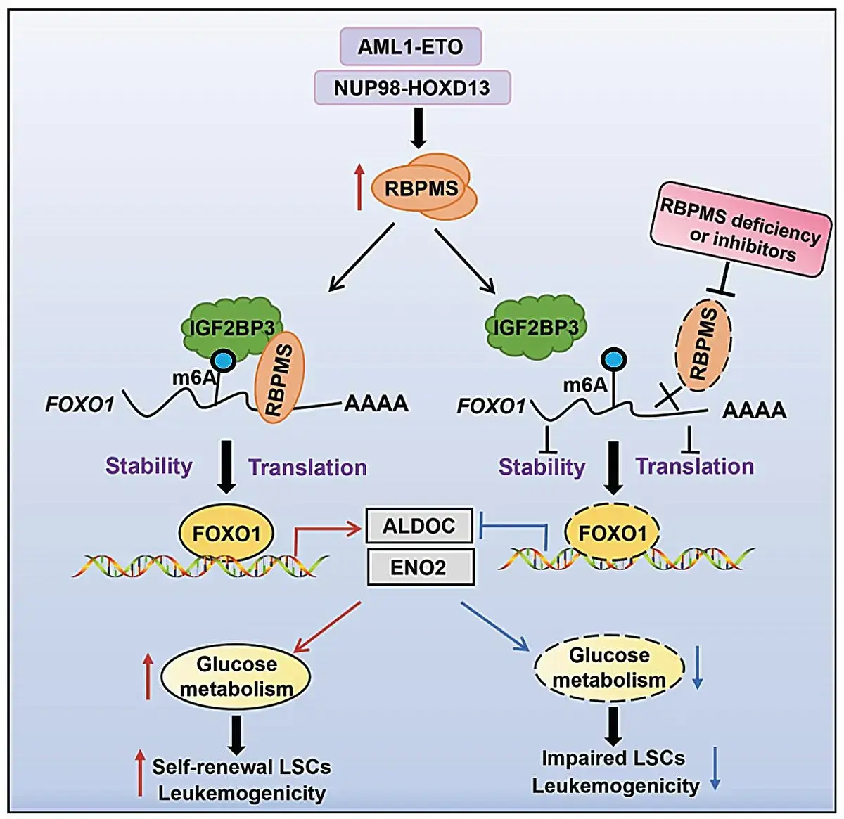 Discovery of RNA Binding Protein's Role in Acute Myeloid Leukemia Uncovered