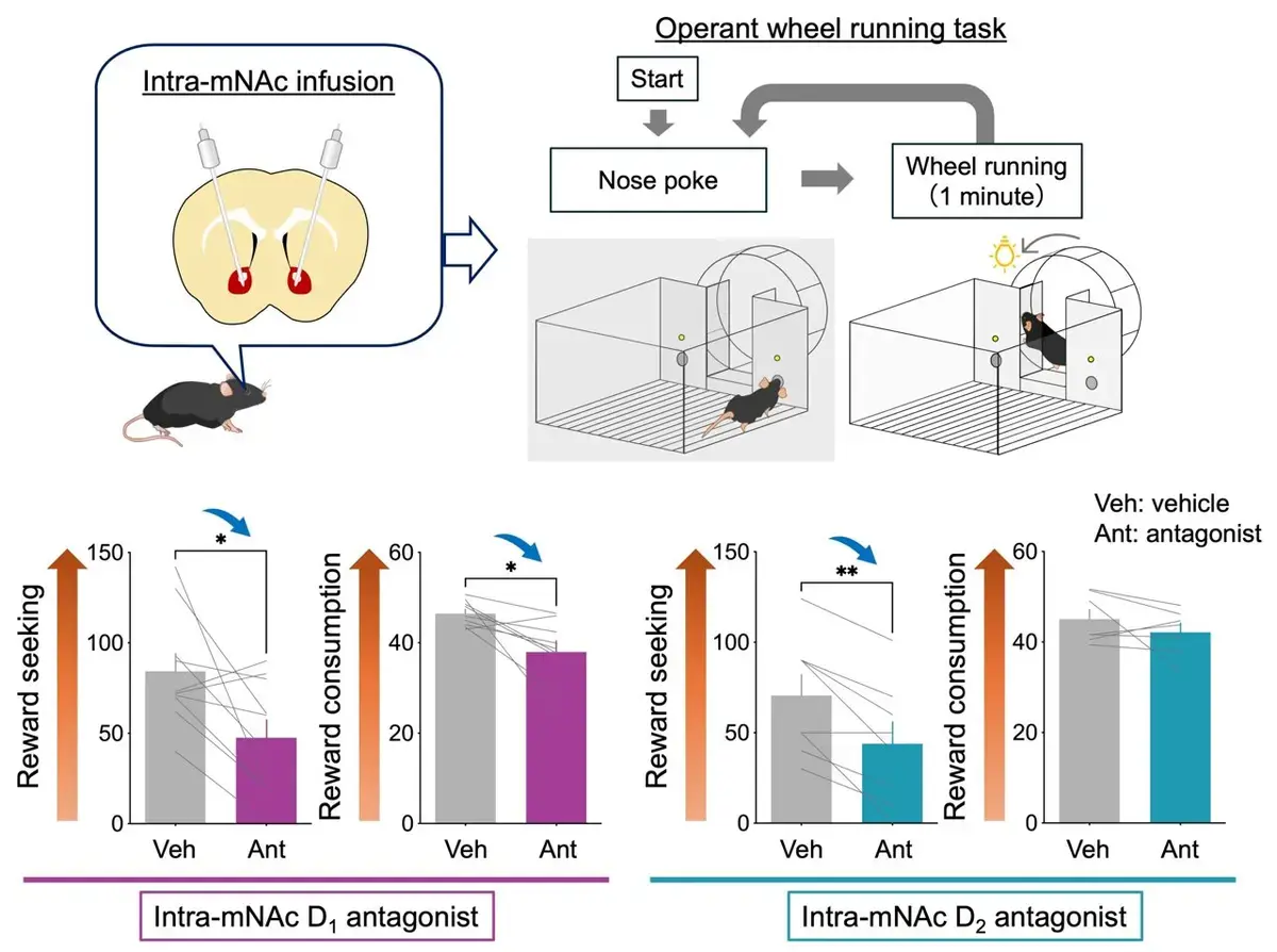 Dopamine's Role in Motivation Uncovered