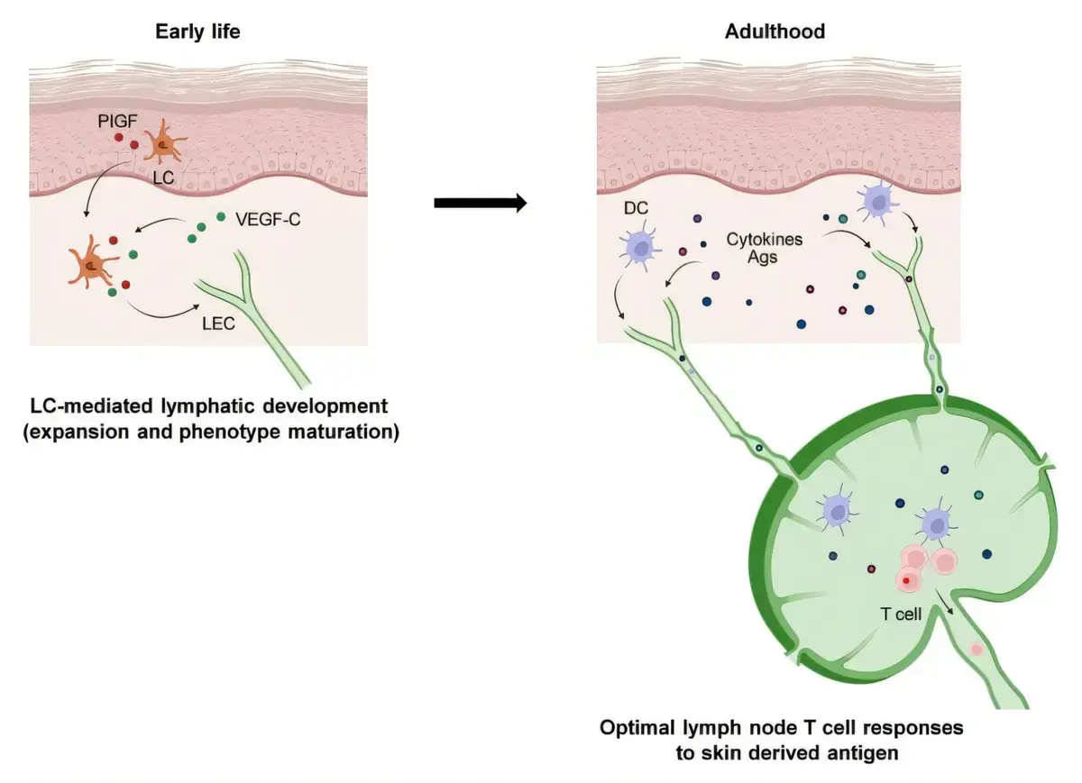 Early-Life Cellular Process Shapes Lifelong Immune Health