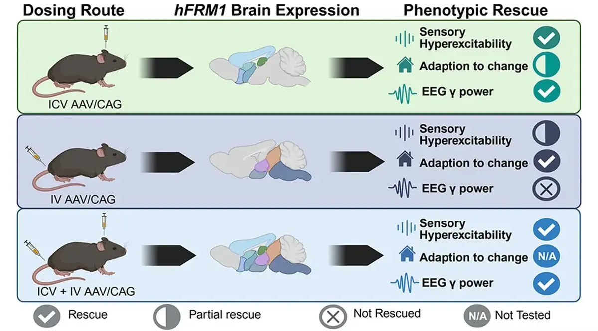 Gene Therapy Shows Promise for Fragile X Syndrome