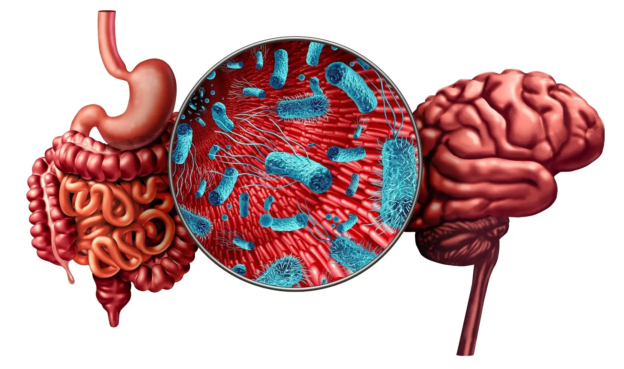 Gut bacteria may hold keys to treating common mental health conditions. A new narrative review published in August 2026 maps specific probiotic strains. Researchers examined links between gut microbes and brain function. The study covers anxiety, depression, bipolar disorder, and schizophrenia. It highlights both promising results and significant unknowns