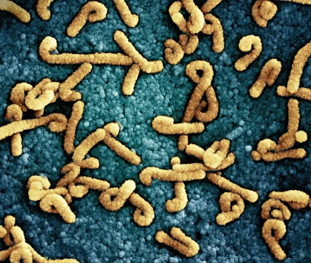 Hidden Gut Virus May Contribute to Colon Cancer Risk