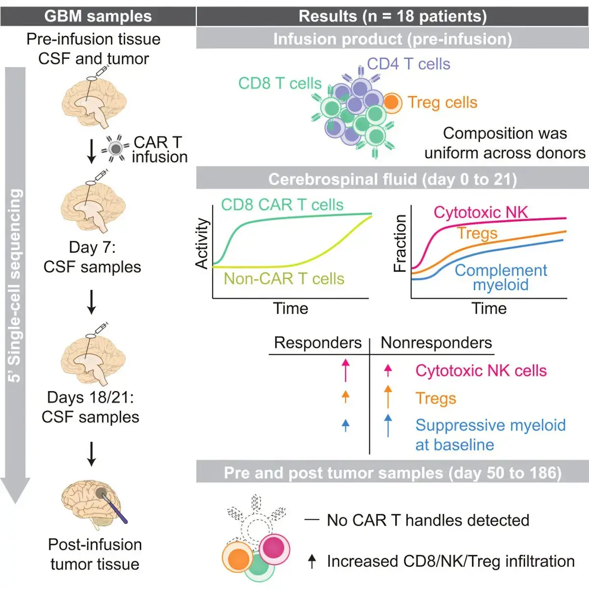 Immune Activation Key to Dual-Target CAR T Therapy Success in Glioblastoma