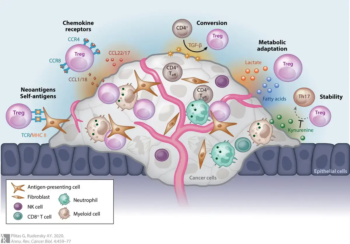 Immune System's 'Peacemakers' May Hold Key to Long-Term Disease Remission
