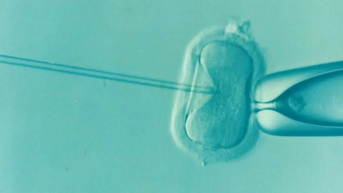 IVF Extras Lack Evidence of Boosting Fertility