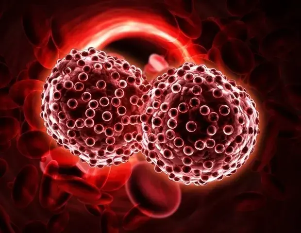 Kidney Transplants Possible with Novel Therapy
