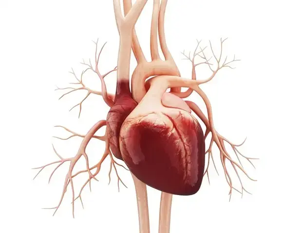 Lab-Grown Heart Cells Reach New Maturity