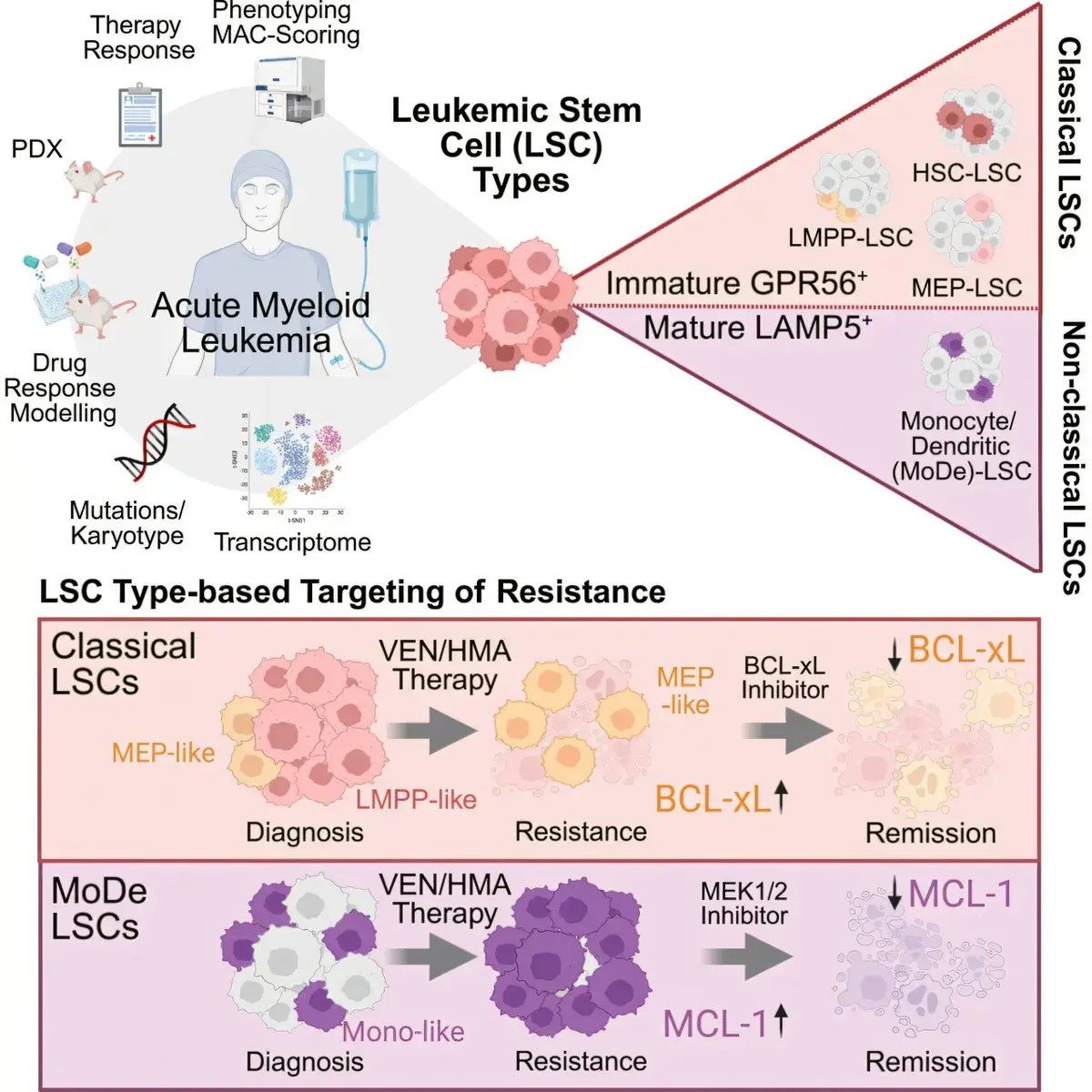 Leukemia Stem Cells Evade Treatment, New Research Reveals