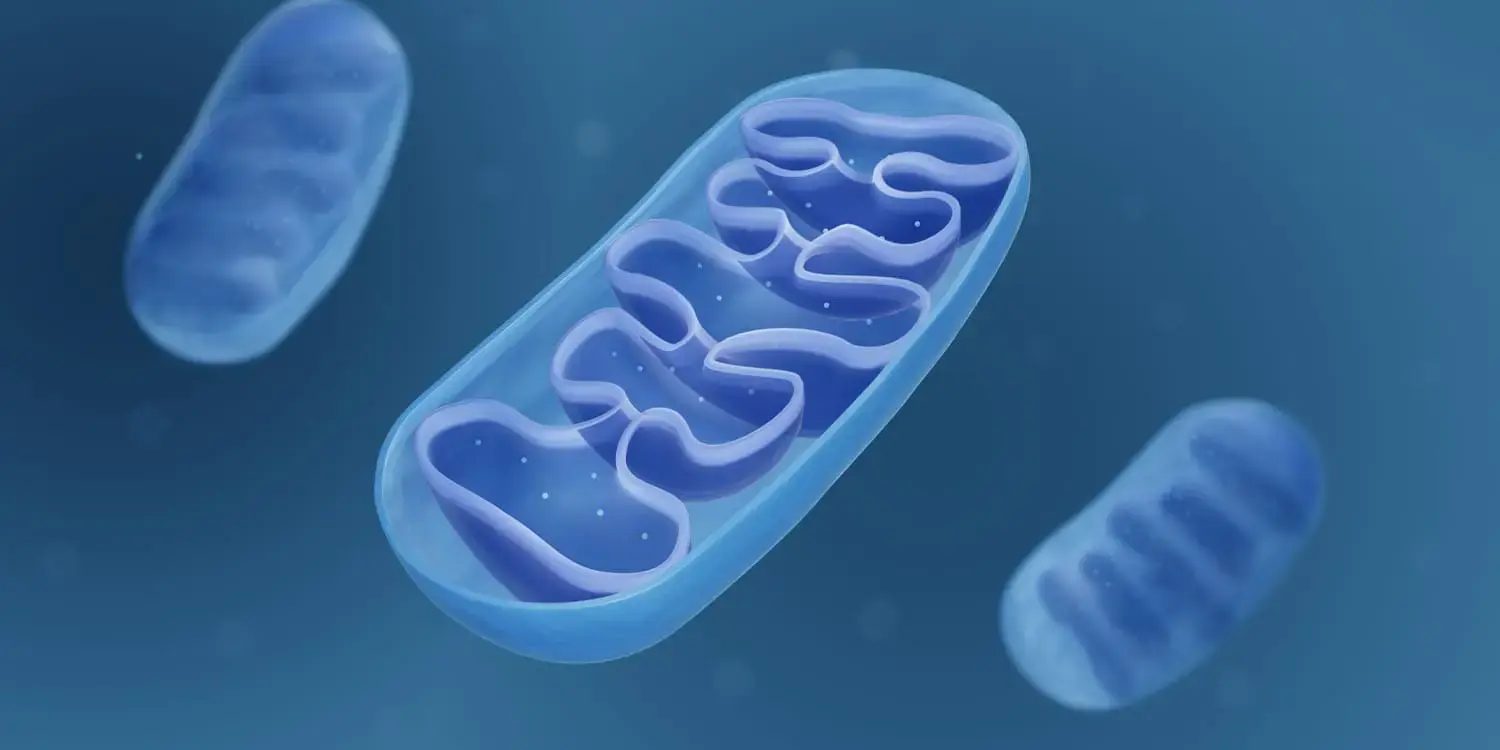 Mitochondrial Protein in Brain Found to Control Fat Intake and Weight