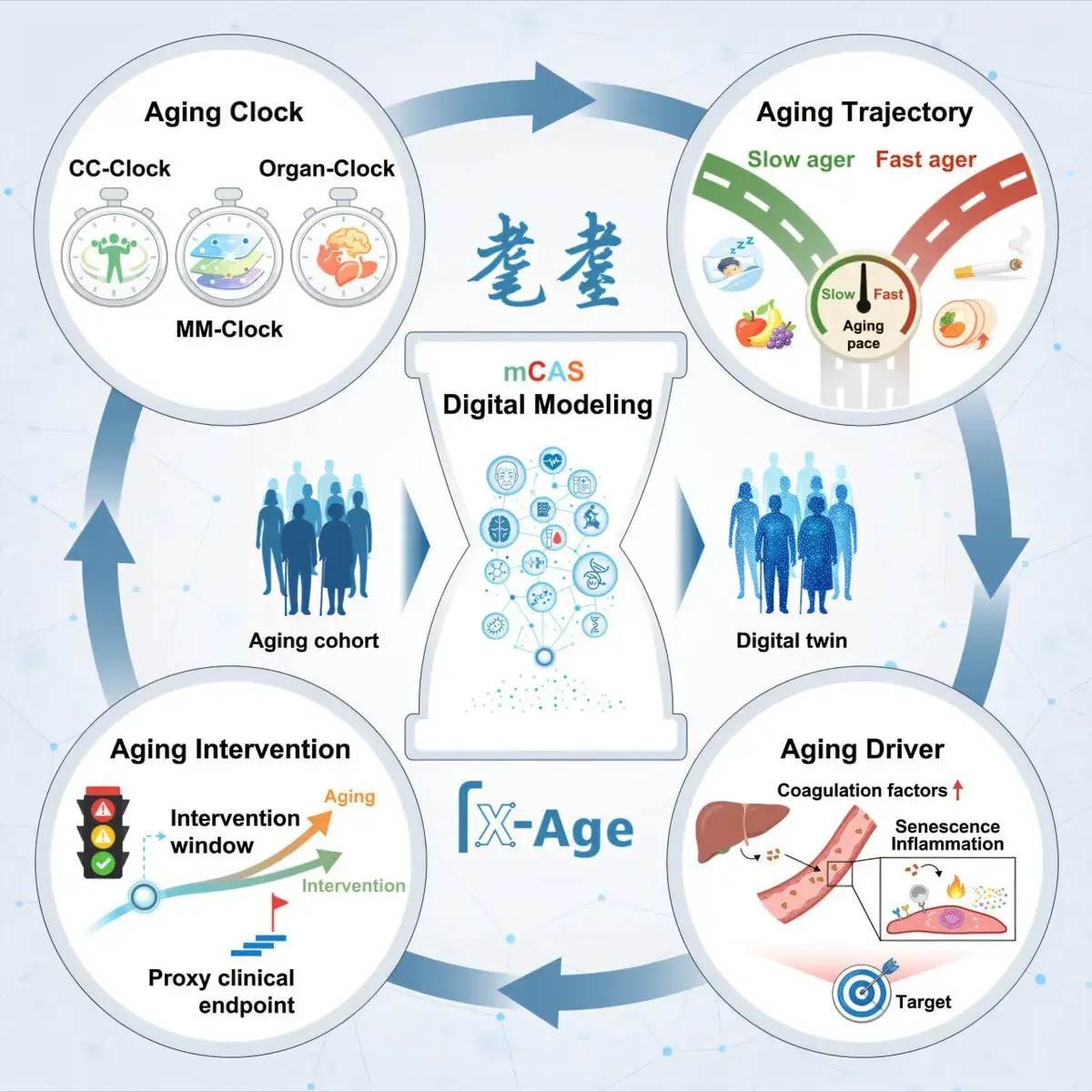New Digital Aging Model Reveals Varied Rates of Organ Aging in Adults