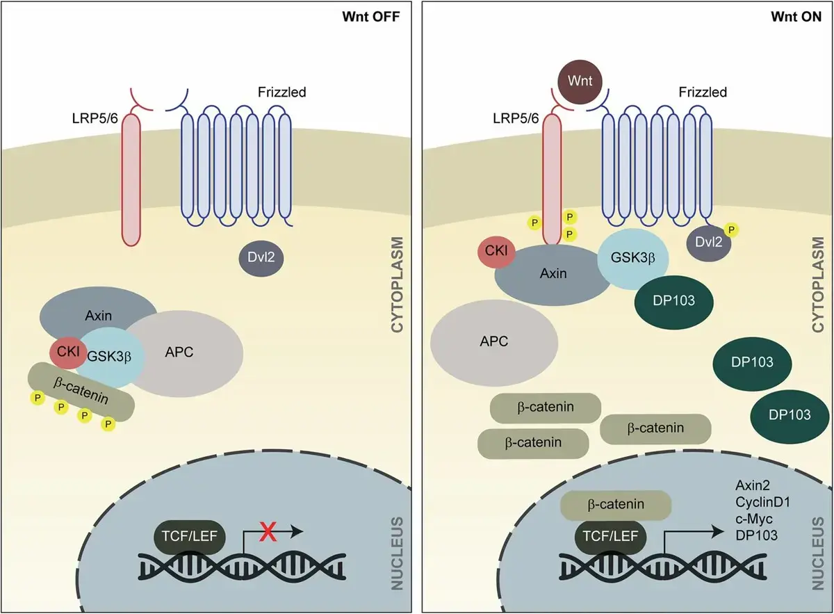 New Discovery of 'Master Switch' Linked to Aggressive Breast Cancer Growth