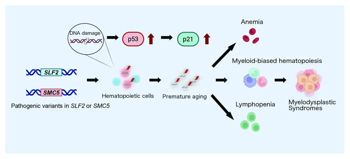 New Genetic Clues Found for Inherited Bone Marrow Failure