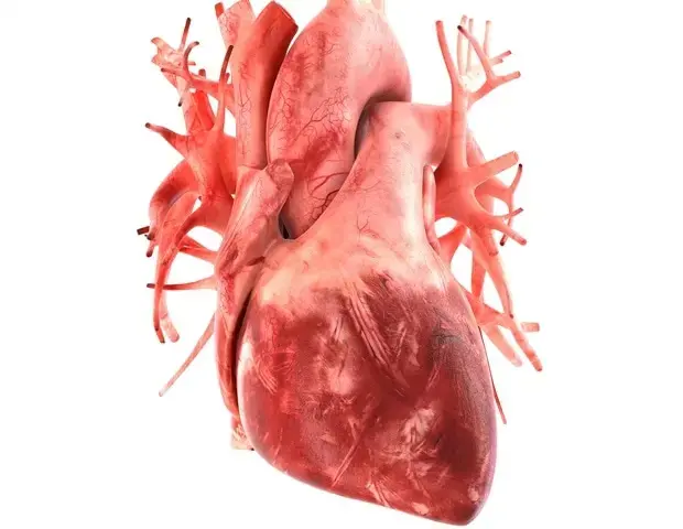 New Hope for Heart Health in Duchenne Muscular Dystrophy