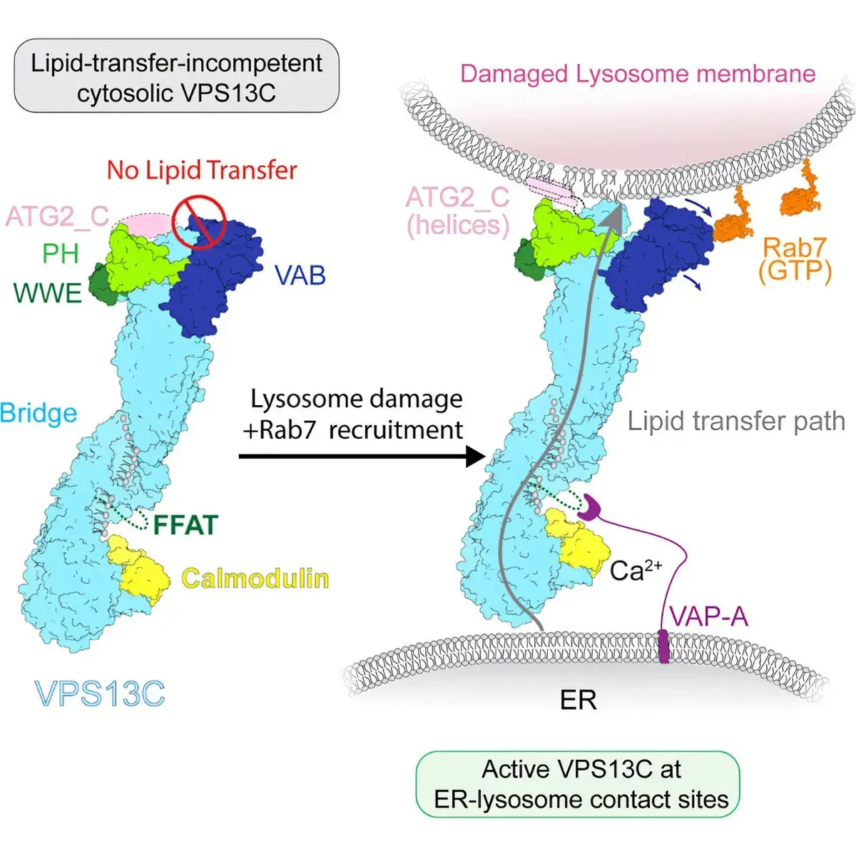 New Insights into Lipid Proteins and Neurodegenerative Disease