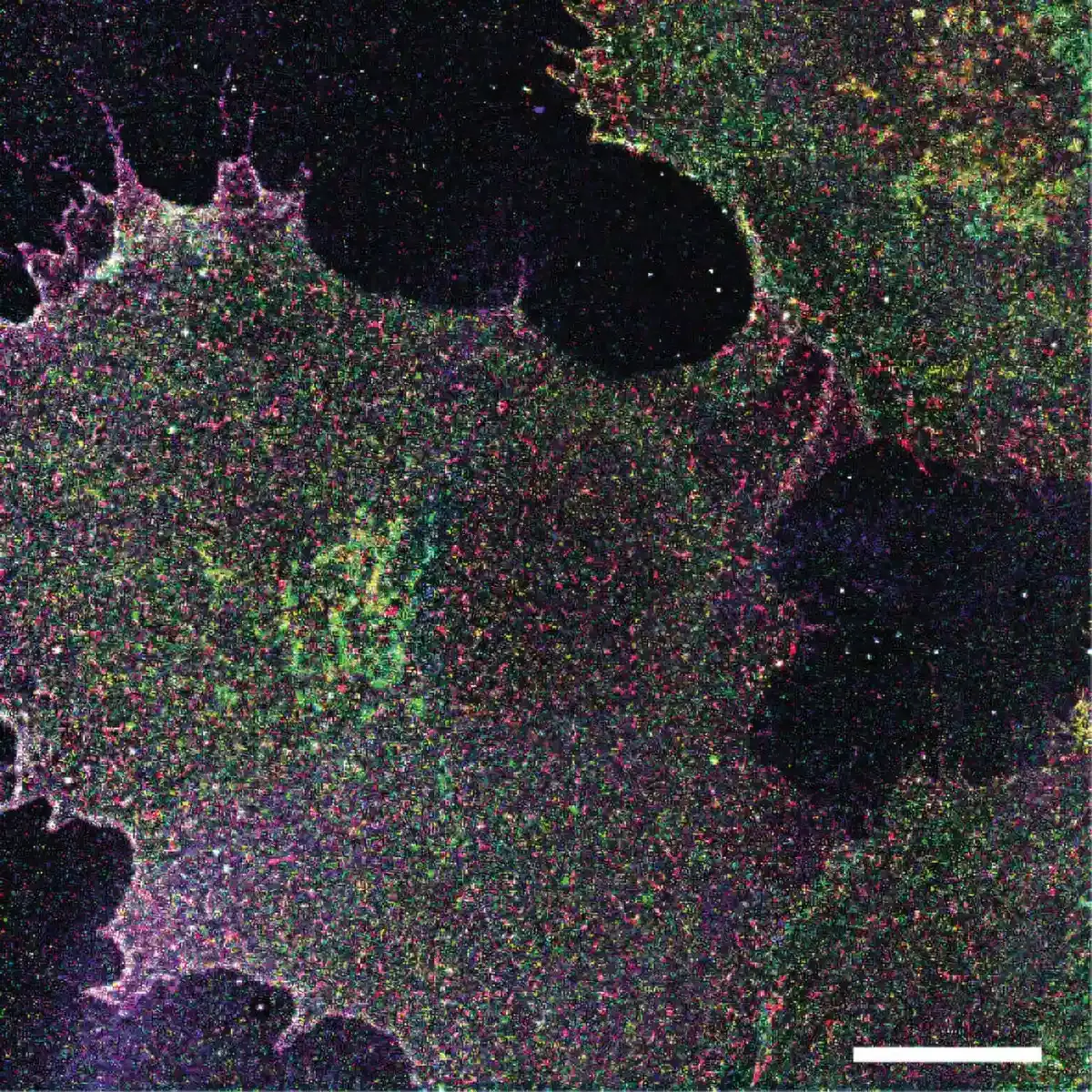 New Techniques for Mapping Cell Sugars Uncover Disease States and Immune Responses