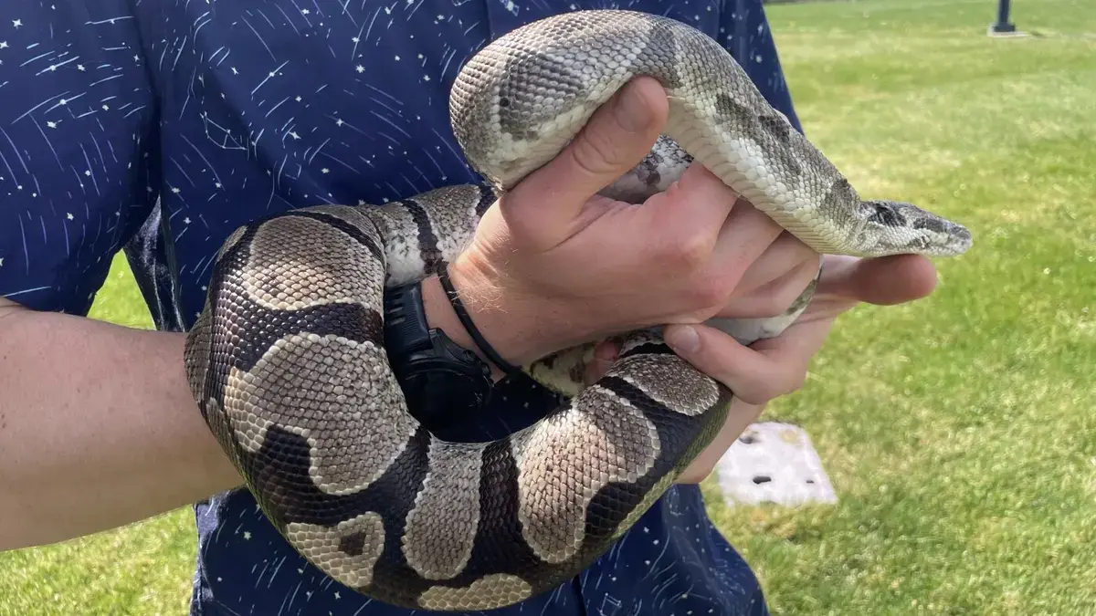 Pythons Offer Medical Insights Through Extreme Biology