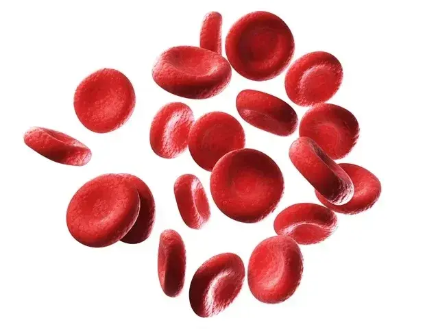 Red Blood Cells Pave the Way for Advanced Nanocarriers in Medicine