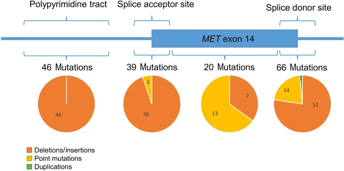RNA Testing Reveals 171 Mutations Behind MET Exon 14 Skipping in Lung Cancer