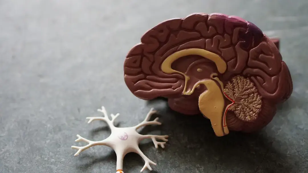 Serotonin's Unexpected Role in Heart Valve Disease