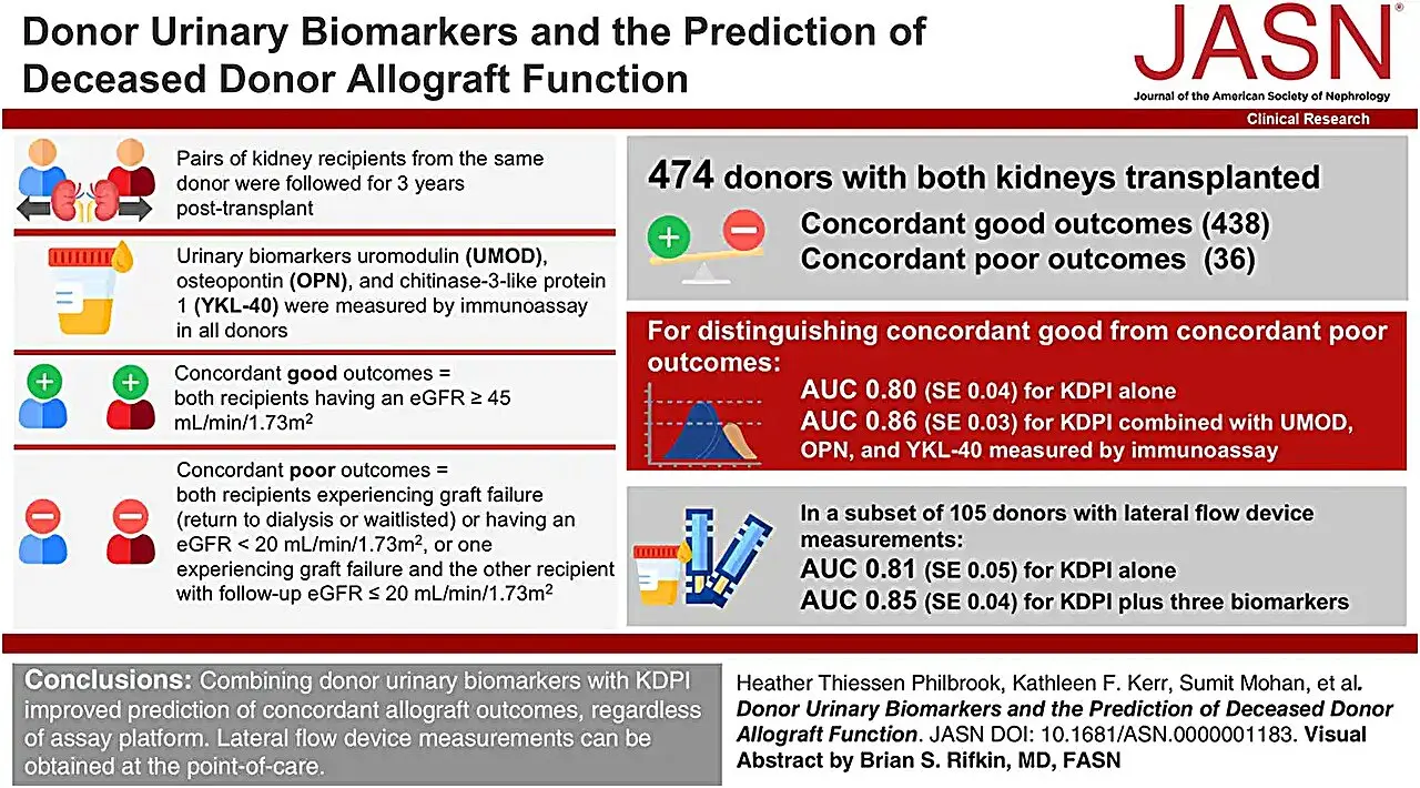 Simple urine test could improve kidney transplant decisions and save hundreds more donor kidneys