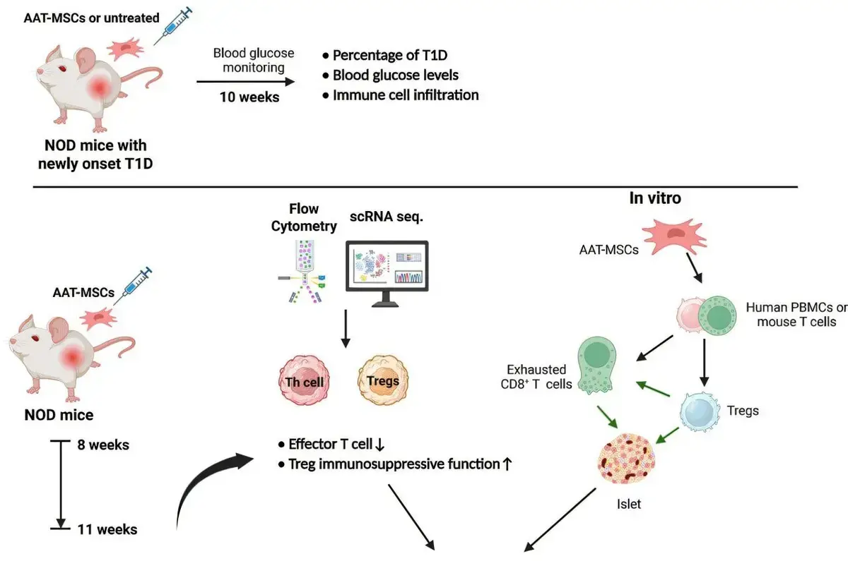 Stem Cells Reverse Type 1 Diabetes in Mice