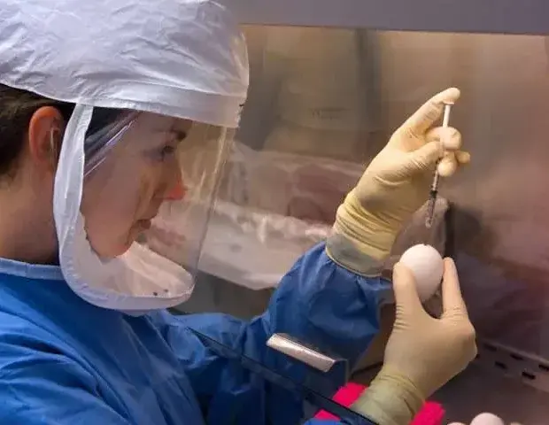 Tick-Borne Viruses Pose Future Pandemic Threat, Study Reveals
