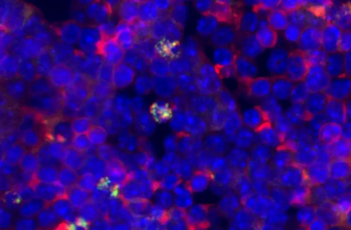 Unlocking the Body's Emergency Blood Factory Secrets