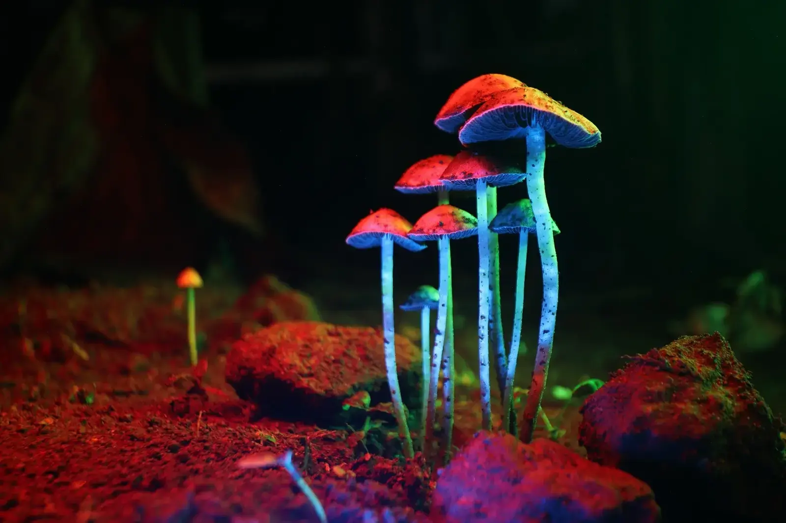 Age Influences How Psychedelics Affect Mental Health Outcomes
