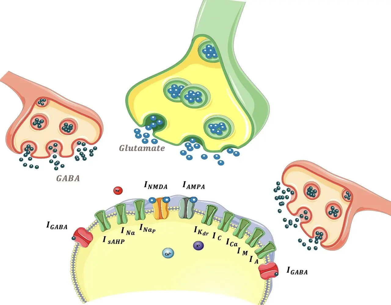 A neuron's molecular clock: NMDA timing shapes the flow of information