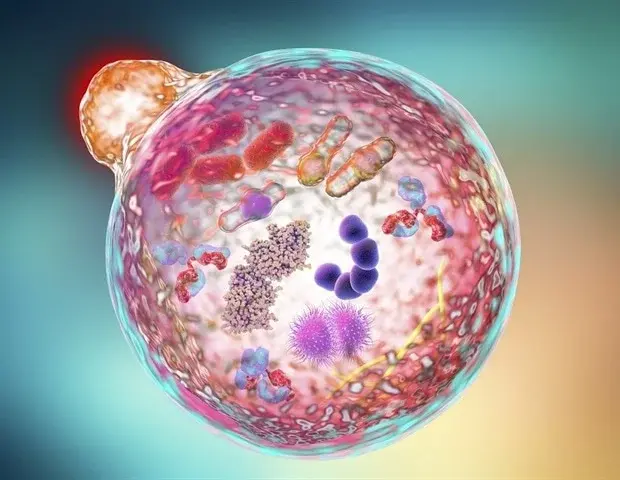Scientists Reveal How Proteins Build Cellular Cleanup Chambers