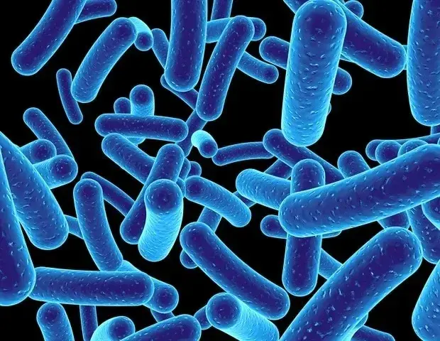 Gut Bacteria Linked to Brain Chemical Levels in New Study
