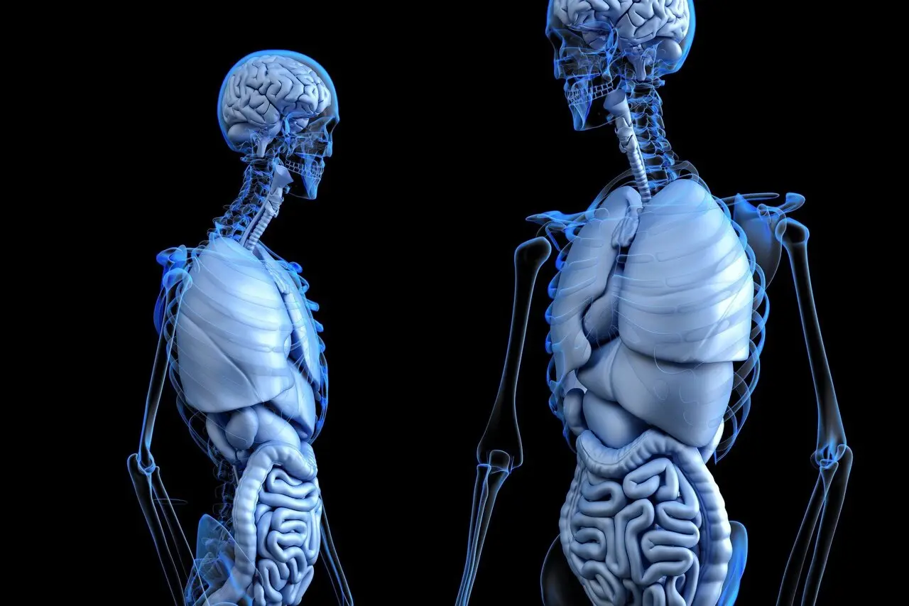 Brain Aging Detectable Decades Before Symptoms, Linked to Gut Health