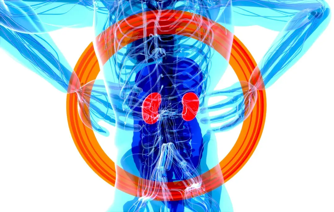 New Body Metrics Outperform Standard BMI in Predicting Health Risks