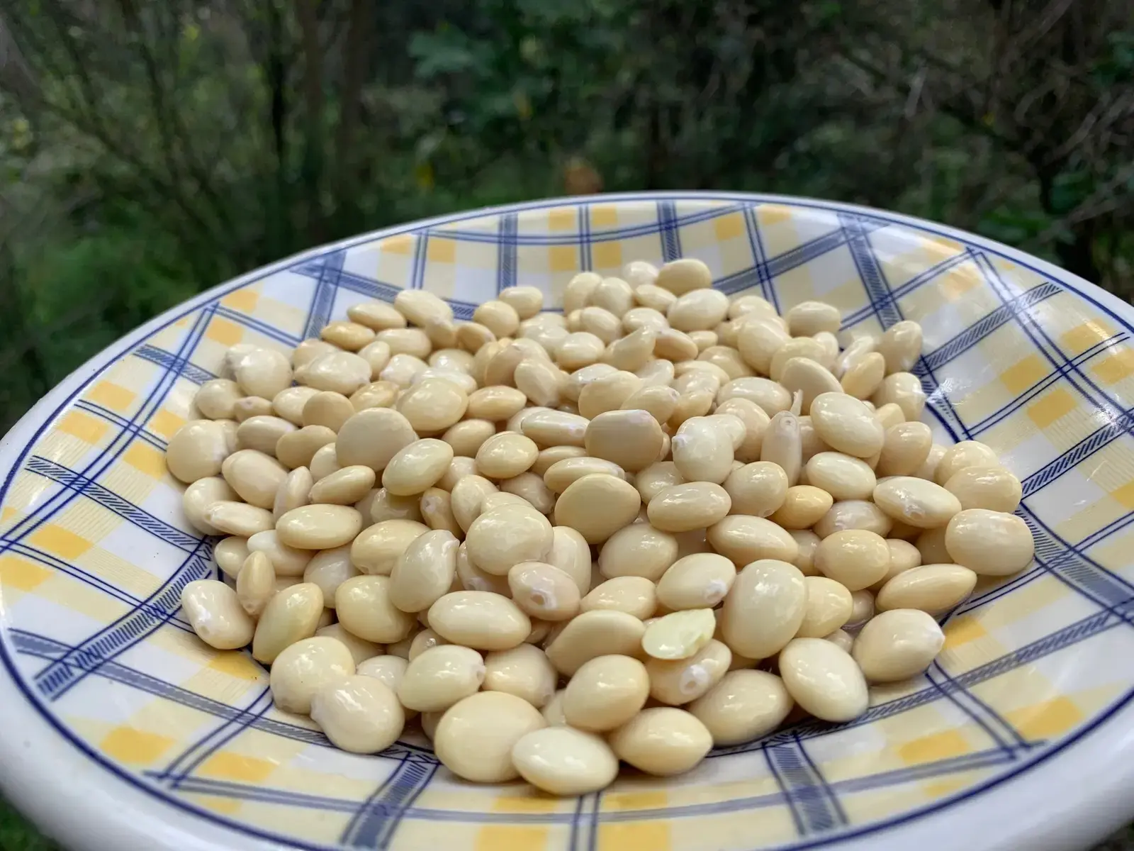 Indigenous Foods Offer New Health Insights