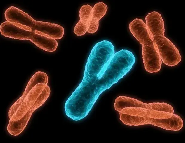 Loss of Y Chromosome May Unlock Hidden Cancer Risk in Men, Study Finds