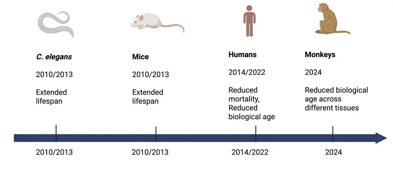 Metformin Shows Promise as Anti-Aging Agent in New Research Review