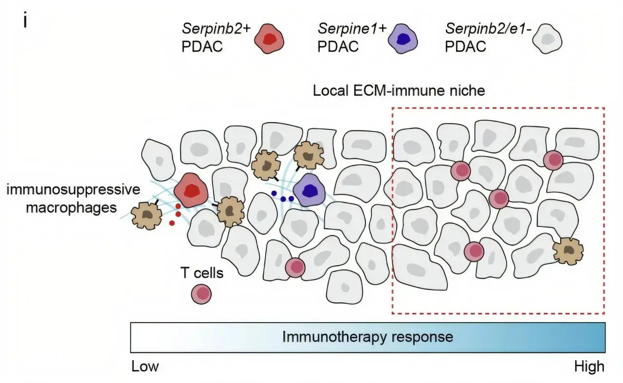 Pancreatic Cancer Hijacks Blood-Clotting System to Evade Immune Attack