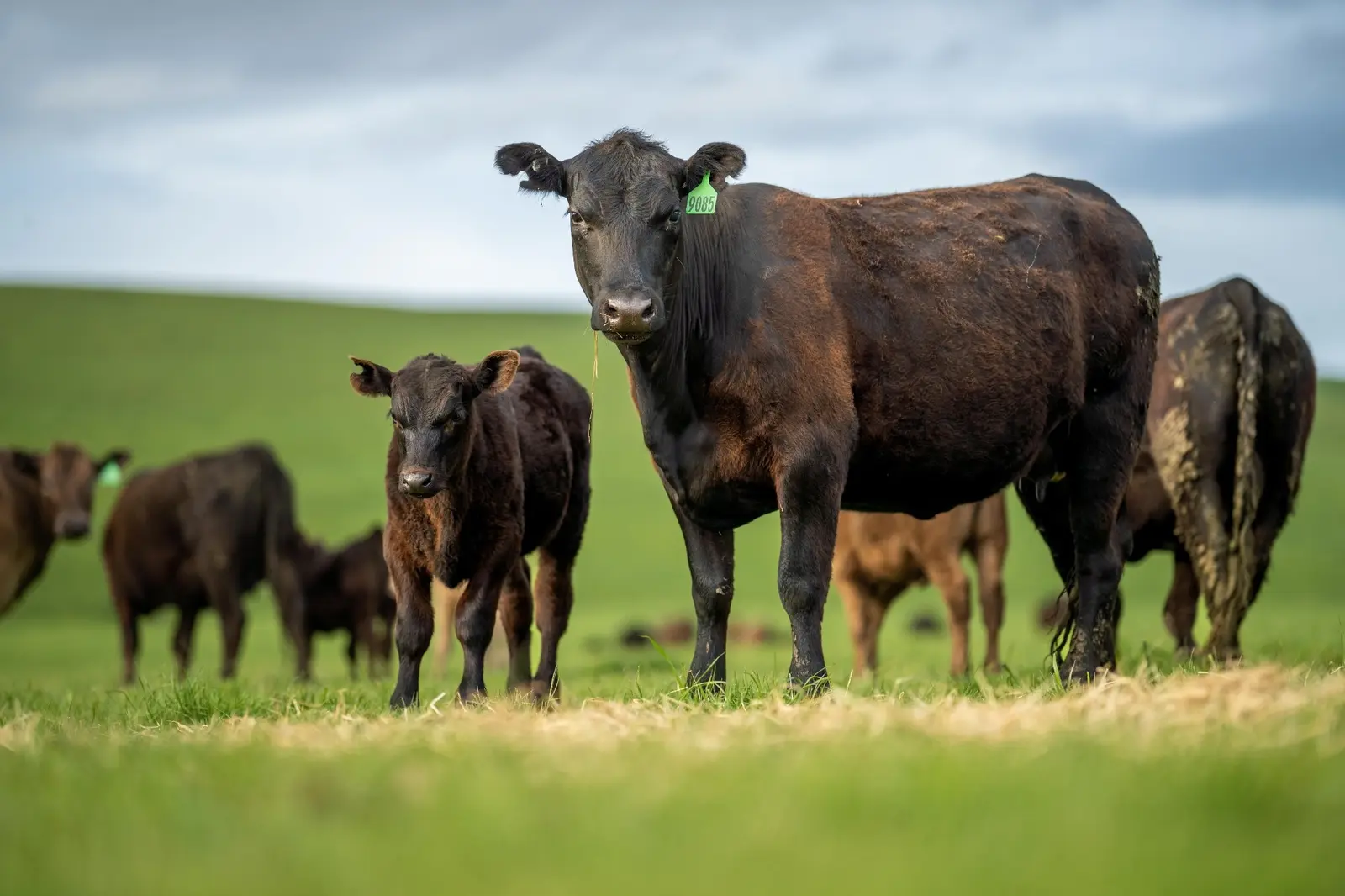 Beef’s Place in Healthy Diets Weighs Against Environmental Costs