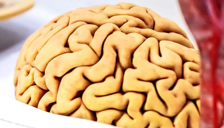 Brain injury creates a fertile ground for cancer growth