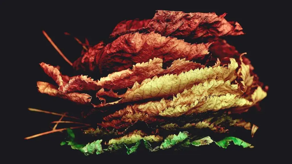 Decoding Biological Aging Through Intestinal Flora