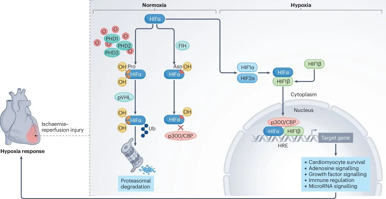 Harnessing the Heart's Natural Defense Against Heart Attack Damage