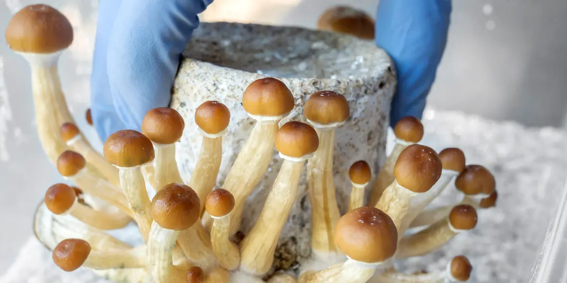 Psilocybin Group Sessions Show Promise for Low‑Income Depression Patients