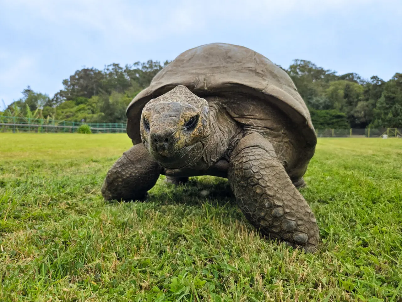The Secrets of Longevity Found in the World’s Oldest Tortoise