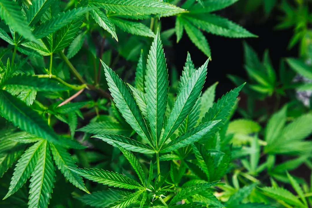 Brain Circuitry Explains Why Cannabis Can Trigger Sudden Anxiety